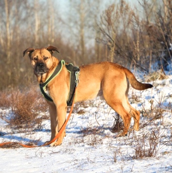 Собаки в добрые руки - Рошаль - 3
