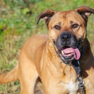 Собаки в добрые руки - Рошаль - 3