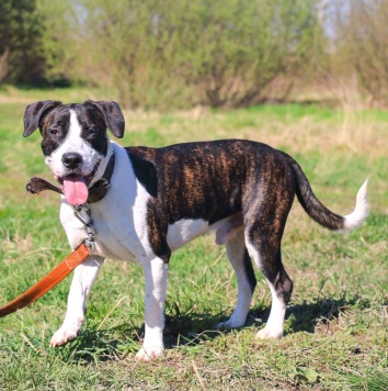 Лоджи Лойд - Собаки в добрые руки