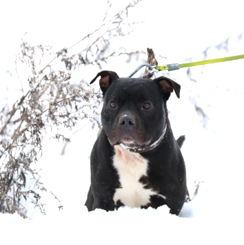 Собаки в добрые руки - Брион