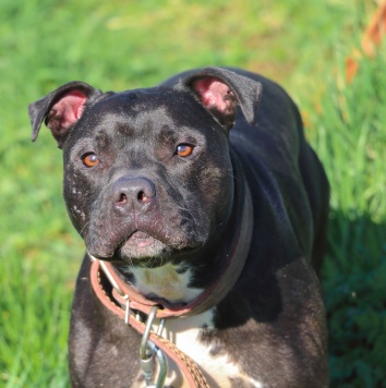 Брион - Собаки в добрые руки