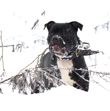 Собаки в добрые руки - Брион - 1