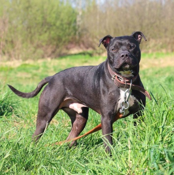 Собаки в добрые руки - Брион - 1