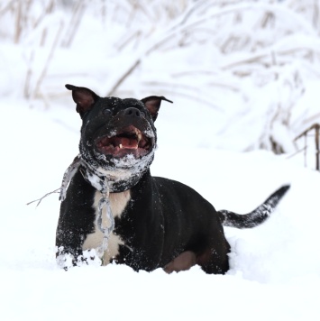 Собаки в добрые руки - Брион - 2