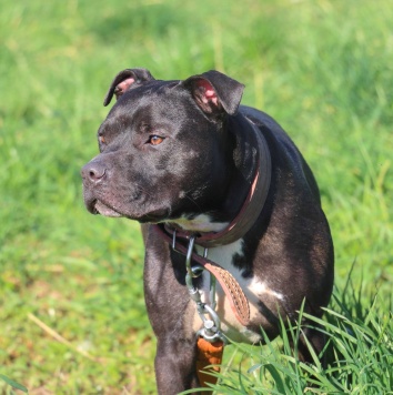 Собаки в добрые руки - Брион - 2