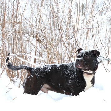 Собаки в добрые руки - Брион - 3