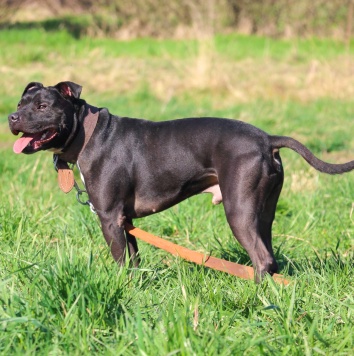 Собаки в добрые руки - Брион - 3