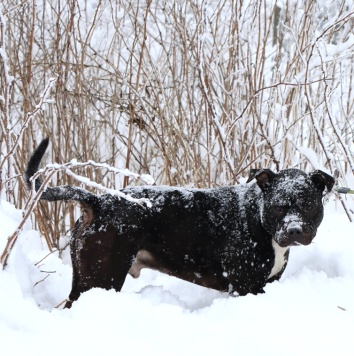 Собаки в добрые руки - Брион - 4