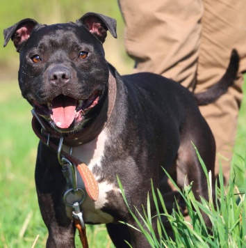 Собаки в добрые руки - Брион - 4