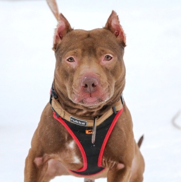 Рикардо - Собаки в добрые руки