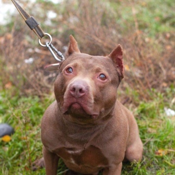 Собаки в добрые руки - Рикардо