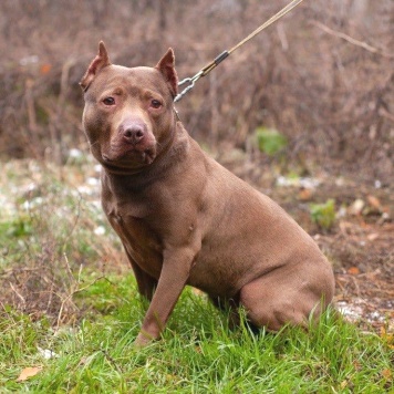 Собаки в добрые руки - Рикардо - 1