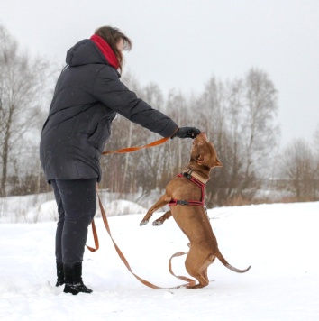 Собаки в добрые руки - Рикардо - 2