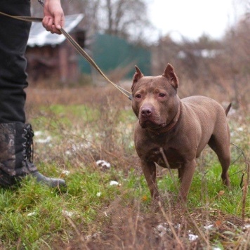 Собаки в добрые руки - Рикардо - 2