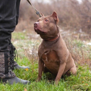 Собаки в добрые руки - Рикардо - 3