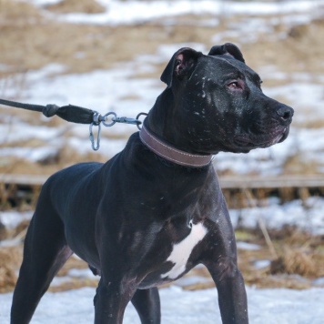 Собаки в добрые руки - Тэги
