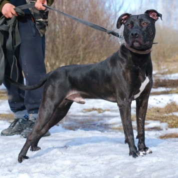 Собаки в добрые руки - Тэги - 1