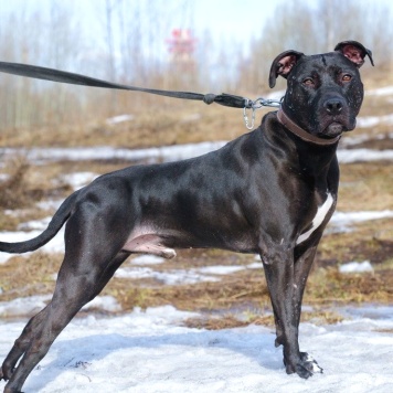 Собаки в добрые руки - Тэги - 2