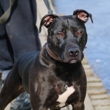 Собаки в добрые руки - Тэги - 3