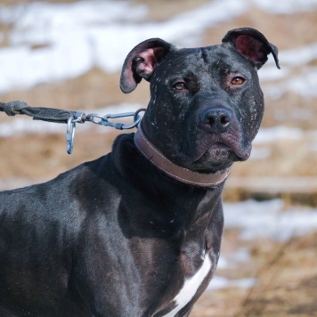 Собаки в добрые руки - Тэги - 4