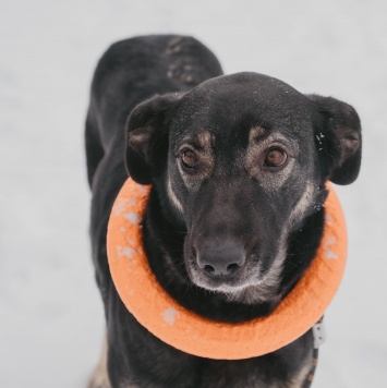 Собаки в добрые руки - Рута - 1