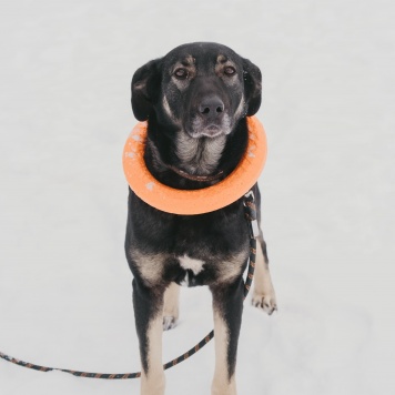 Собаки в добрые руки - Рута - 2