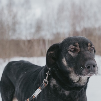 Собаки в добрые руки - Рута - 4