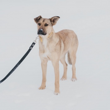 Собаки в добрые руки - Яся - 1