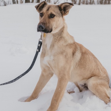 Собаки в добрые руки - Яся - 2
