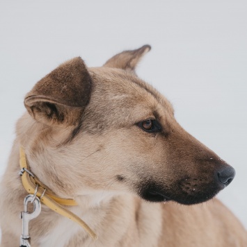 Собаки в добрые руки - Яся - 3