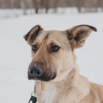 Собаки в добрые руки - Яся - 4