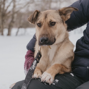 Собаки в добрые руки - Яся - 5
