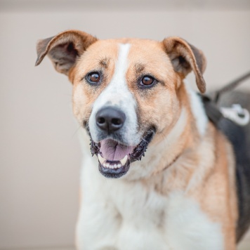 Собаки в добрые руки - Гаечка