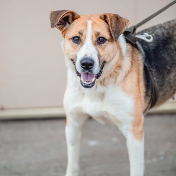 Собаки в добрые руки - Гаечка - 1