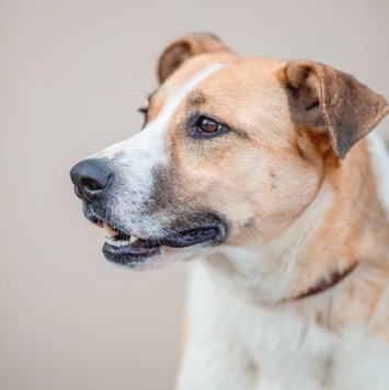 Собаки в добрые руки - Гаечка - 2