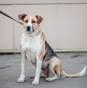 Собаки в добрые руки - Гаечка - 4