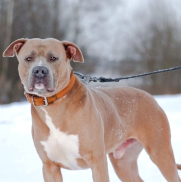Вандер - Собаки в добрые руки
