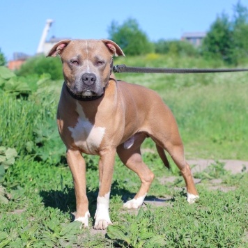 Вандер - Собаки в добрые руки