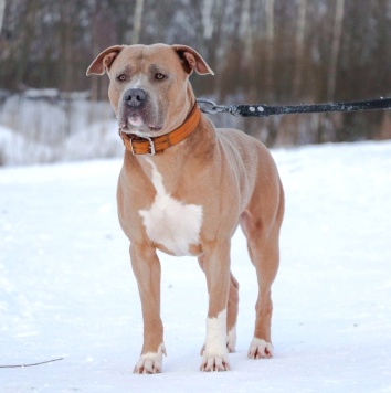 Собаки в добрые руки - Вандер - 1