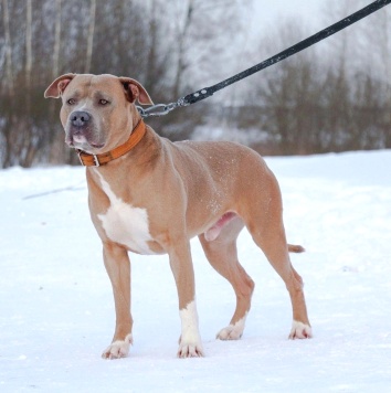 Собаки в добрые руки - Вандер - 2