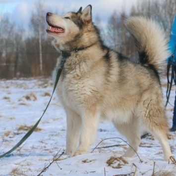 Собаки в добрые руки - Пегас