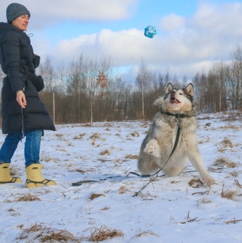 Собаки в добрые руки - Пегас - 1