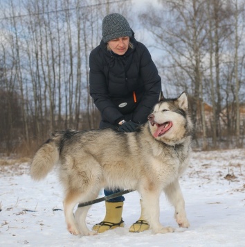 Собаки в добрые руки - Пегас - 4