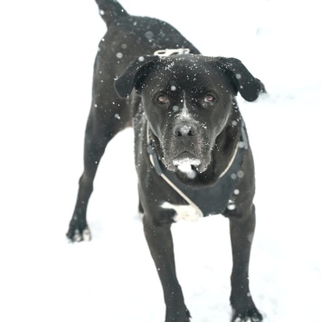 Сандр - Собаки в добрые руки