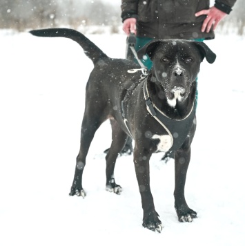 Собаки в добрые руки - Сандр - 1
