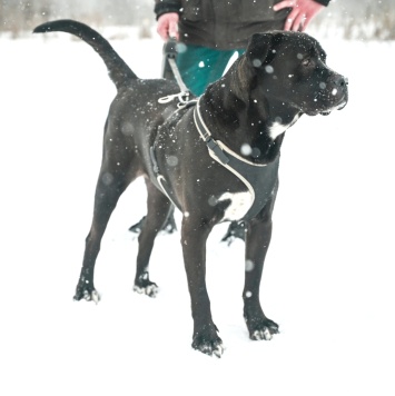 Собаки в добрые руки - Сандр - 2