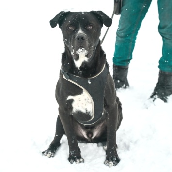 Собаки в добрые руки - Сандр - 3