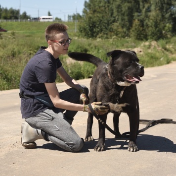 Собаки в добрые руки - Сандр - 3