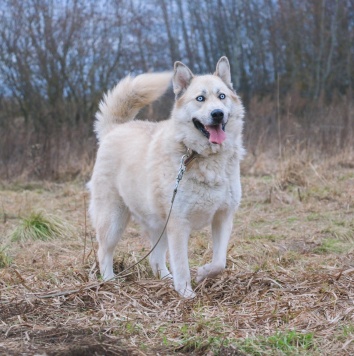 Ялма - Собаки в добрые руки