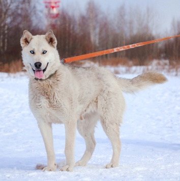 Собаки в добрые руки - Ялма